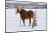 A Horse by a Fence-kat72-Mounted Photographic Print