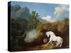 A Horse Frightened by a Lion, 1770-George Stubbs-Stretched Canvas
