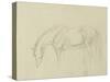 A Horse Grazing-Sawrey Gilpin-Stretched Canvas