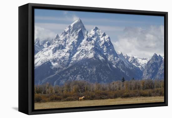A Horse in Front of the Grand Teton-Galloimages Online-Framed Stretched Canvas