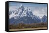 A Horse in Front of the Grand Teton-Galloimages Online-Framed Stretched Canvas