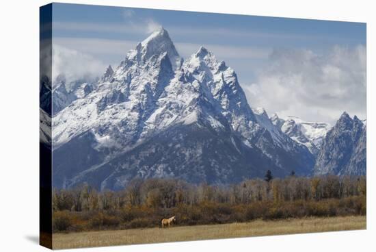 A Horse in Front of the Grand Teton-Galloimages Online-Stretched Canvas