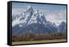 A Horse in Front of the Grand Teton-Galloimages Online-Framed Stretched Canvas