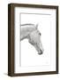A Horse Named Lady I BW-Sue Schlabach-Framed Photographic Print