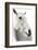A Horse Named Lady II BW-Sue Schlabach-Framed Photographic Print