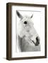 A Horse Named Lady II BW-Sue Schlabach-Framed Photographic Print