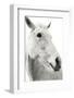 A Horse Named Lady II BW-Sue Schlabach-Framed Photographic Print