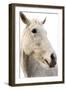 A Horse Named Lady II-Sue Schlabach-Framed Art Print