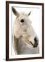 A Horse Named Lady II-Sue Schlabach-Framed Art Print