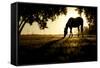 A Horse Nibbles Grass at Sunrise, Lafayette Colorado-Bennett Barthelemy-Framed Stretched Canvas