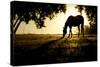 A Horse Nibbles Grass at Sunrise, Lafayette Colorado-Bennett Barthelemy-Stretched Canvas
