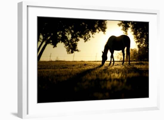 A Horse Nibbles Grass at Sunrise, Lafayette Colorado-Bennett Barthelemy-Framed Photographic Print