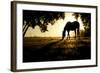 A Horse Nibbles Grass at Sunrise, Lafayette Colorado-Bennett Barthelemy-Framed Photographic Print