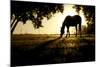 A Horse Nibbles Grass at Sunrise, Lafayette Colorado-Bennett Barthelemy-Mounted Photographic Print