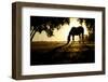 A Horse Nibbles Grass at Sunrise, Lafayette Colorado-Bennett Barthelemy-Framed Photographic Print
