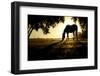 A Horse Nibbles Grass at Sunrise, Lafayette Colorado-Bennett Barthelemy-Framed Photographic Print