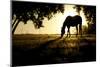 A Horse Nibbles Grass at Sunrise, Lafayette Colorado-Bennett Barthelemy-Mounted Photographic Print