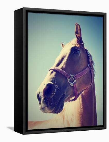 A Horse's Head-graphicphoto-Framed Stretched Canvas