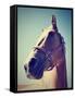 A Horse's Head-graphicphoto-Framed Stretched Canvas