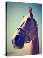 A Horse's Head-graphicphoto-Stretched Canvas