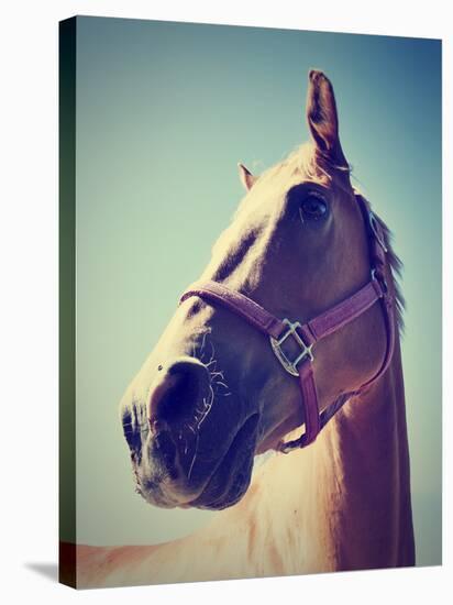 A Horse's Head-graphicphoto-Stretched Canvas