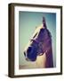 A Horse's Head-graphicphoto-Framed Photographic Print