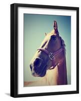 A Horse's Head-graphicphoto-Framed Photographic Print