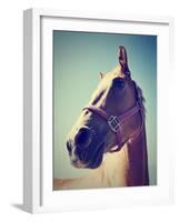 A Horse's Head-graphicphoto-Framed Photographic Print