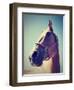A Horse's Head-graphicphoto-Framed Photographic Print