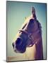 A Horse's Head-graphicphoto-Mounted Photographic Print