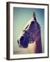 A Horse's Head-graphicphoto-Framed Photographic Print