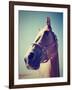 A Horse's Head-graphicphoto-Framed Photographic Print