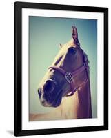 A Horse's Head-graphicphoto-Framed Photographic Print