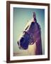 A Horse's Head-graphicphoto-Framed Photographic Print