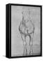 'A Horse Seen from the Front', c1480 (1945)-Leonardo Da Vinci-Framed Stretched Canvas