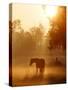 A Horse Stands in a Meadow in Early Morning Fog in Langenhagen Germany, Oct 17, 2006-Kai-uwe Knoth-Stretched Canvas