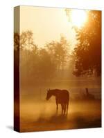 A Horse Stands in a Meadow in Early Morning Fog in Langenhagen Germany, Oct 17, 2006-Kai-uwe Knoth-Stretched Canvas