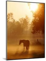 A Horse Stands in a Meadow in Early Morning Fog in Langenhagen Germany, Oct 17, 2006-Kai-uwe Knoth-Mounted Photographic Print