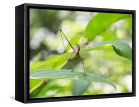 A Horsehead Grasshopper Perching on a Leaf-Alex Saberi-Framed Stretched Canvas