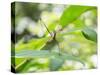 A Horsehead Grasshopper Perching on a Leaf-Alex Saberi-Stretched Canvas