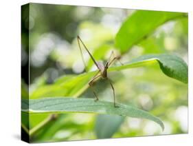 A Horsehead Grasshopper Perching on a Leaf-Alex Saberi-Stretched Canvas