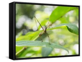 A Horsehead Grasshopper Perching on a Leaf-Alex Saberi-Framed Stretched Canvas