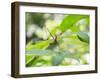 A Horsehead Grasshopper Perching on a Leaf-Alex Saberi-Framed Photographic Print