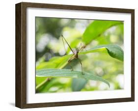 A Horsehead Grasshopper Perching on a Leaf-Alex Saberi-Framed Photographic Print