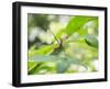 A Horsehead Grasshopper Perching on a Leaf-Alex Saberi-Framed Photographic Print