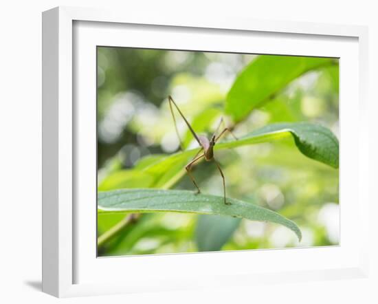 A Horsehead Grasshopper Perching on a Leaf-Alex Saberi-Framed Photographic Print