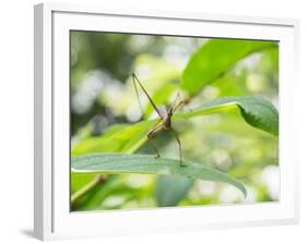 A Horsehead Grasshopper Perching on a Leaf-Alex Saberi-Framed Photographic Print