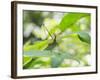 A Horsehead Grasshopper Perching on a Leaf-Alex Saberi-Framed Photographic Print