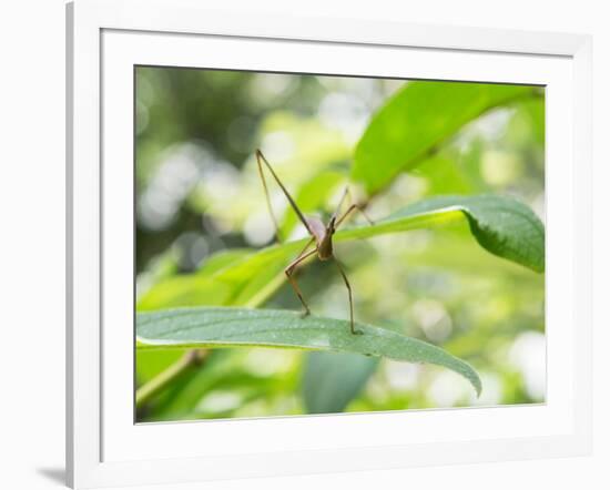 A Horsehead Grasshopper Perching on a Leaf-Alex Saberi-Framed Photographic Print