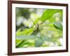 A Horsehead Grasshopper Perching on a Leaf-Alex Saberi-Framed Photographic Print